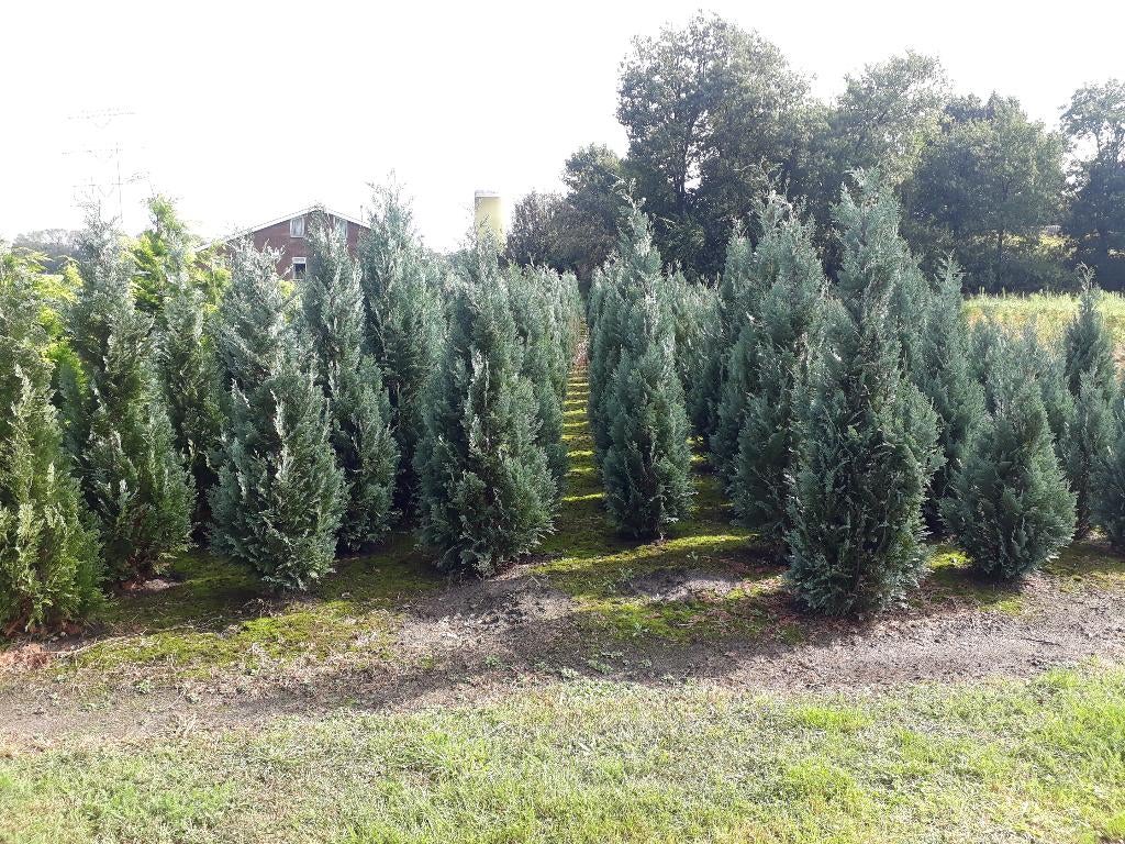 Blauwe coniferen chamaecypris l. Columnaris tot 200cm hoog, Ophalen, Conifeer, Haag, 100 tot 250 cm