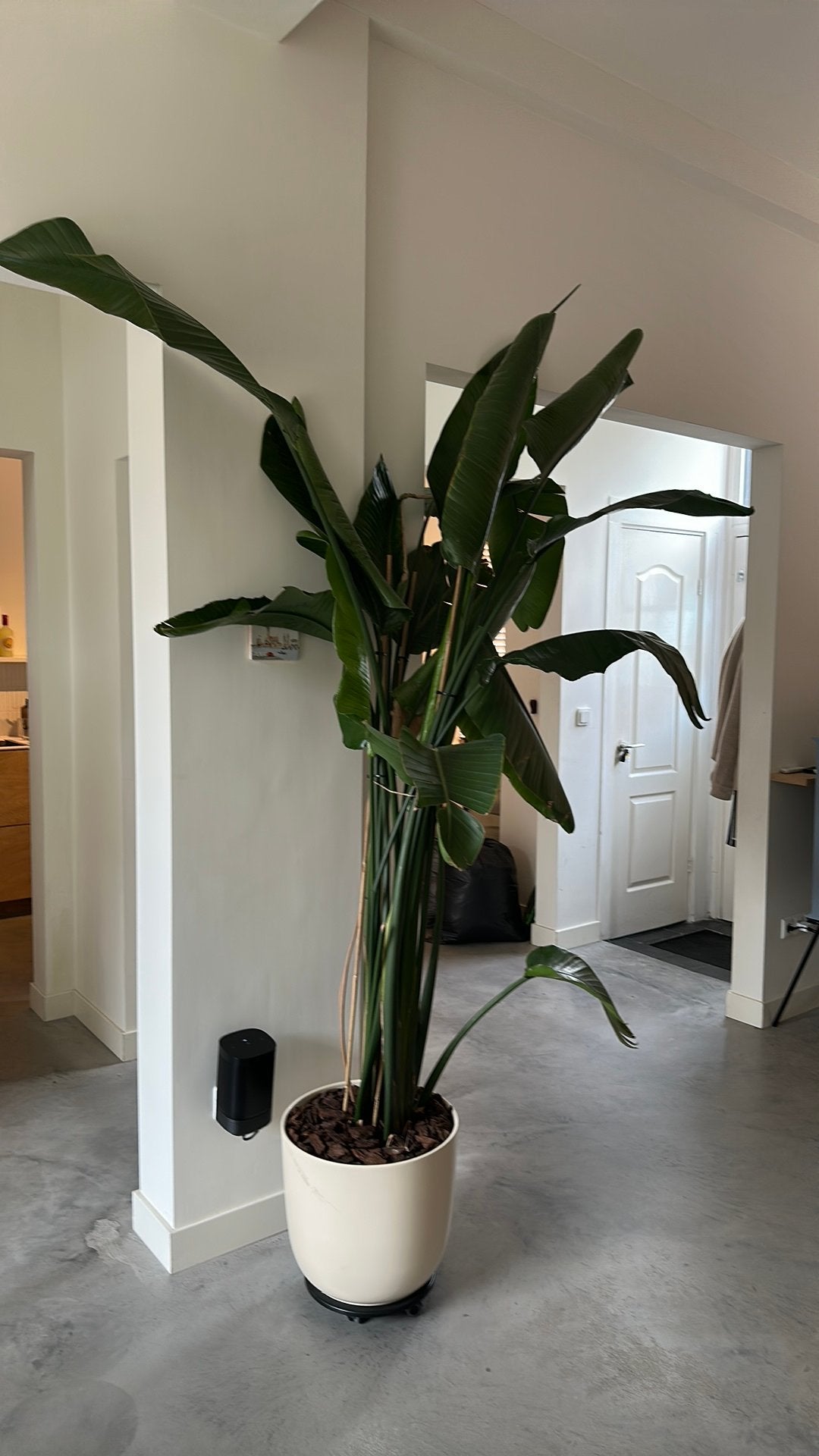 Grote Strelitzia Nicolai (Paradijsvogelplant) inclusief pot, Ophalen, 200 cm of meer, Overige soorten, In pot