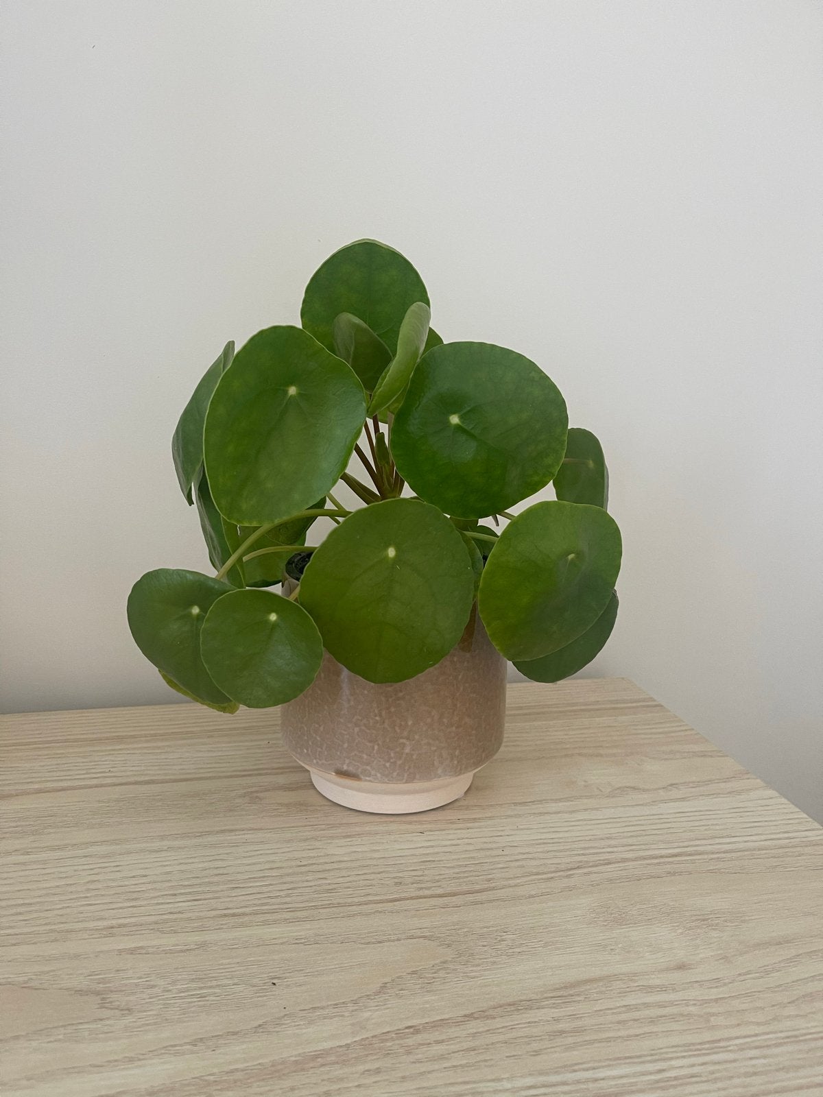 Pannenkoekenplant (Pilea Peperomioides) - met stekjes nr 3, Ophalen, Overige soorten, Halfschaduw, Minder dan 100 cm