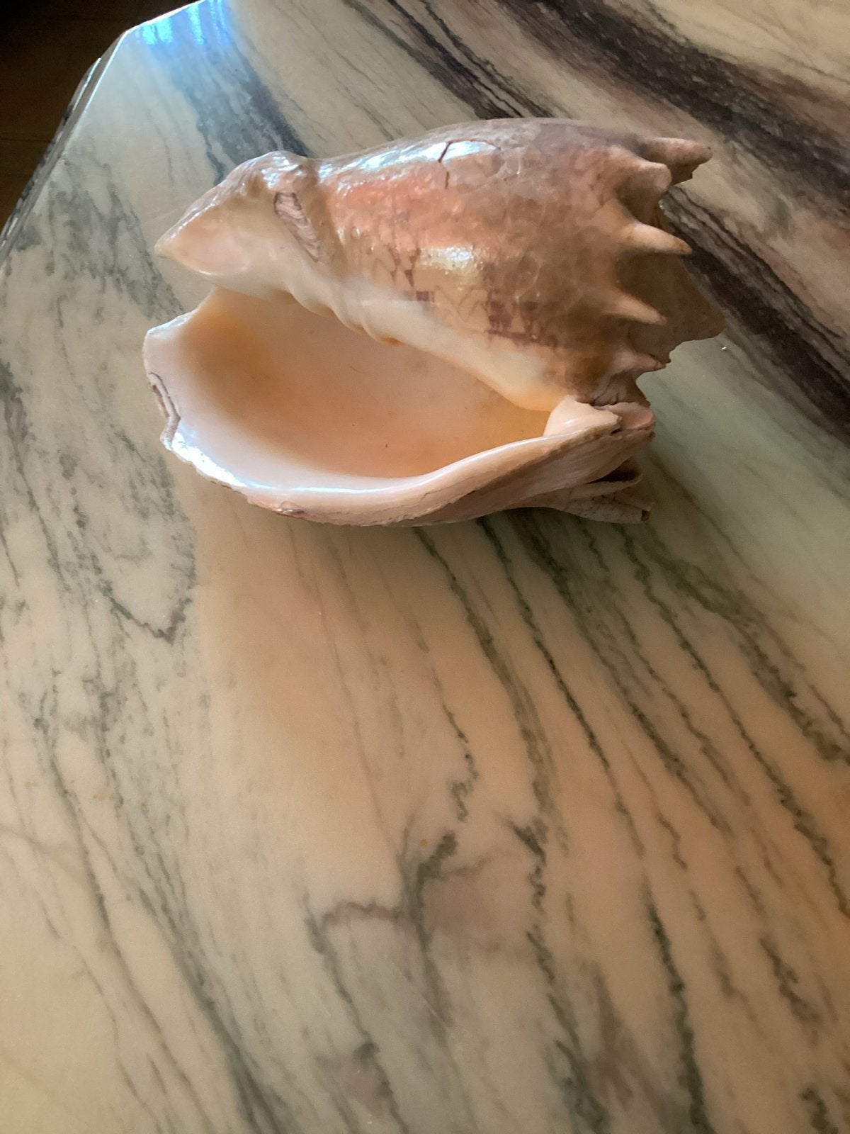 Prachtige oeroude schelp, Ophalen of Verzenden, Gebruikt