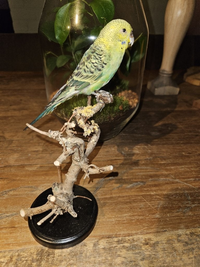 Prachtige opgezette groene grasparkiet, Ophalen of Verzenden, Nieuw, Vogel, Opgezet dier
