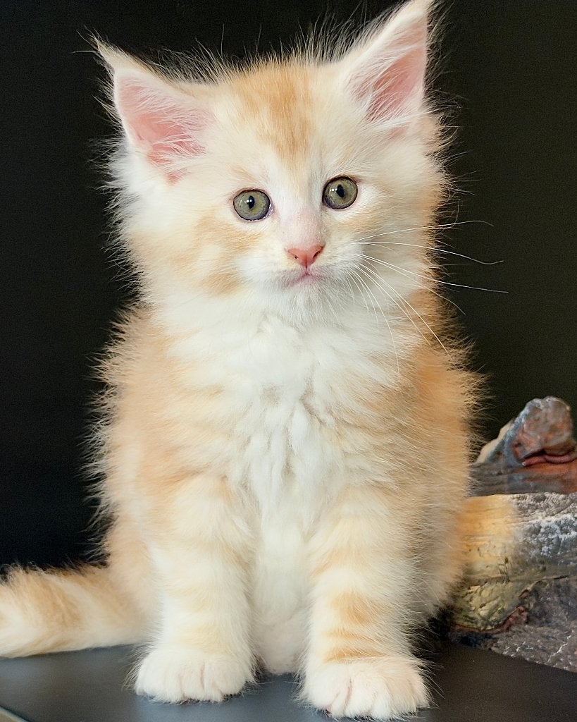 Maine Coon kitten met Stamboom | nog 1 KATER beschikbaar, Dieren en Toebehoren, Meerdere dieren, Met stamboom, 0 tot 2 jaar