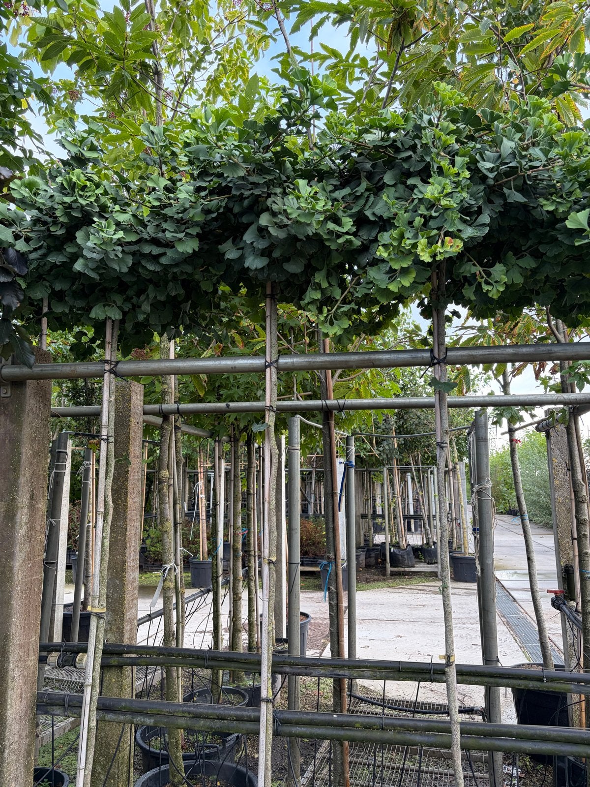 Ginkgo biloba 'Mariken' - 6-8 cm stamomtrek grote voorraad, Bloeit niet, Ophalen of Verzenden, 250 tot 400 cm, Volle zon