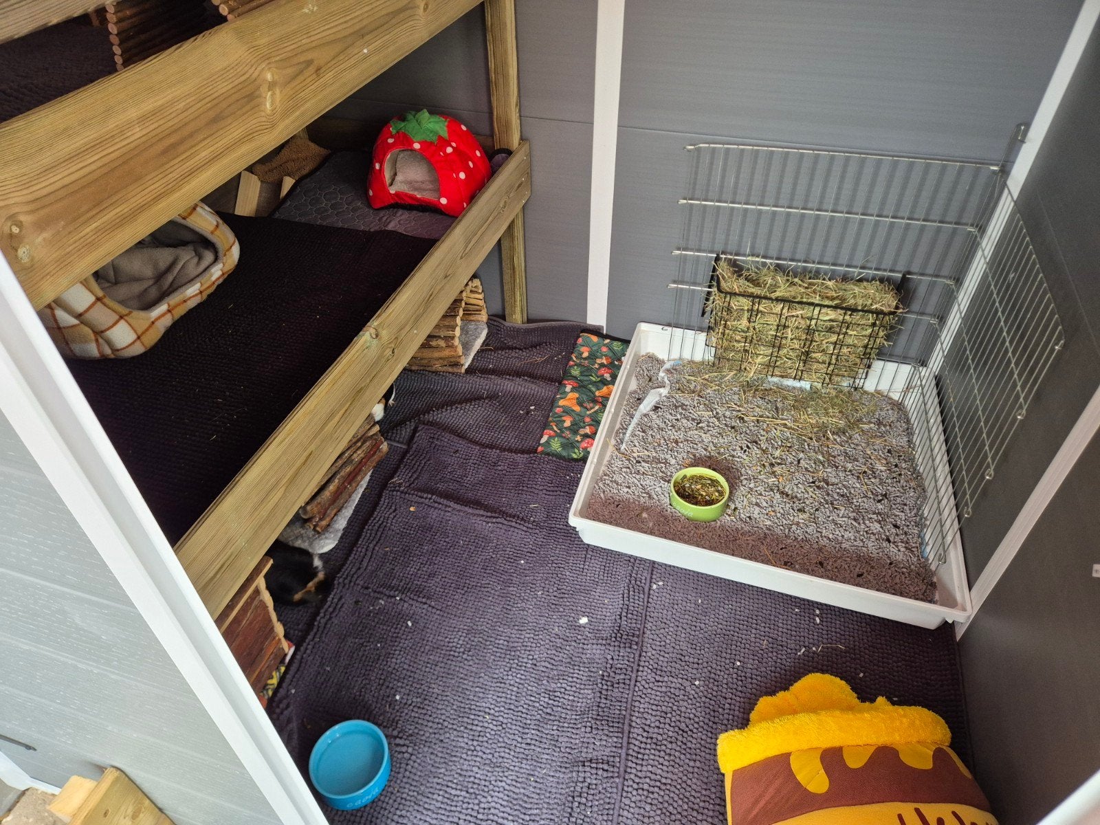 Foto 3 van kleinschalige cavia vakantie opvang