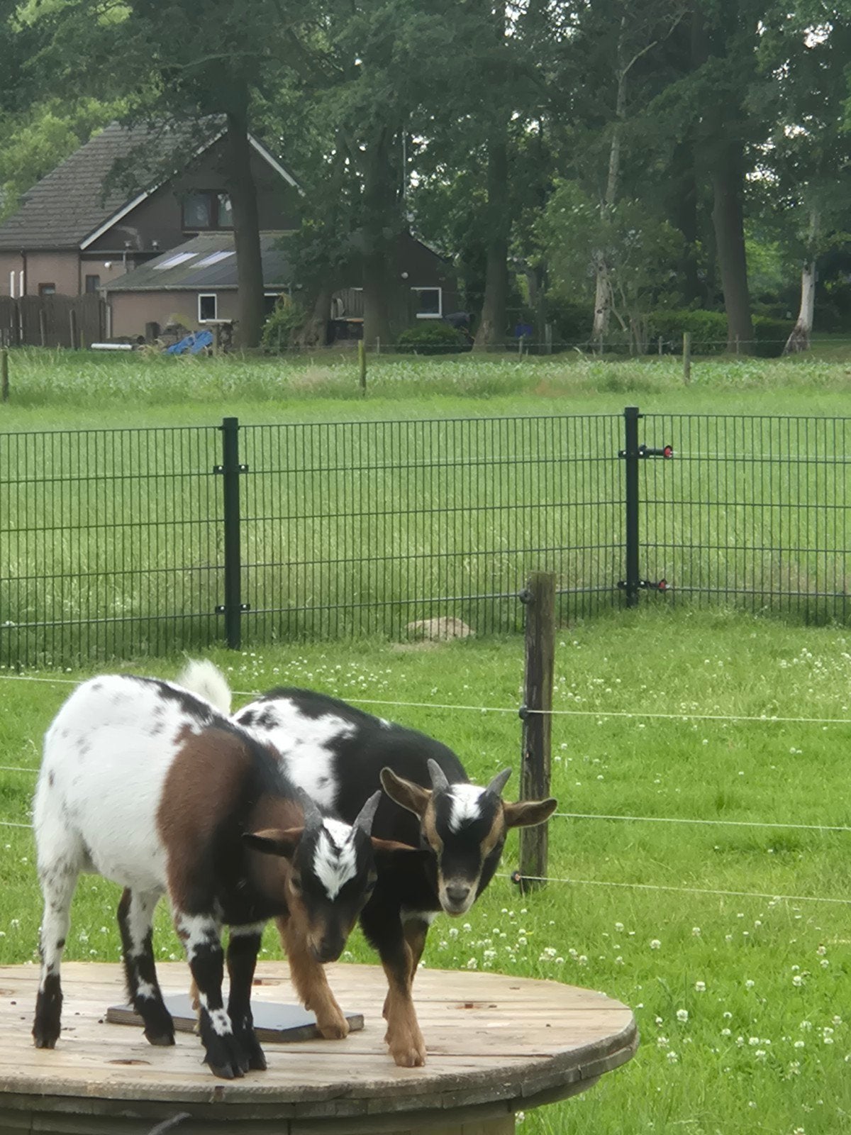 Bokjes, Mannelijk, Geit