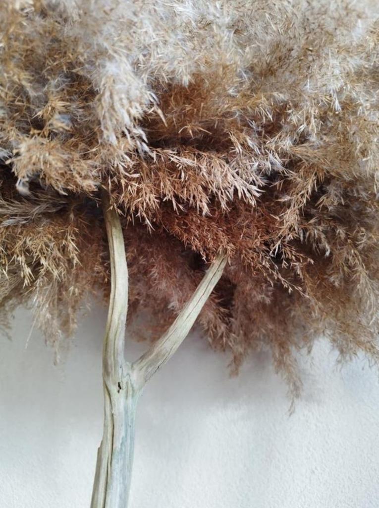 Pampas boompje te koop, Ophalen of Verzenden