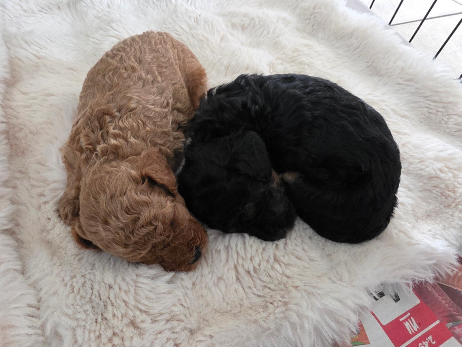 toypoedel pups, Dieren en Toebehoren, Honden | Chihuahua's en Gezelschapshonden, Poedel, 8 tot 15 weken, Meerdere, Meerdere dieren
