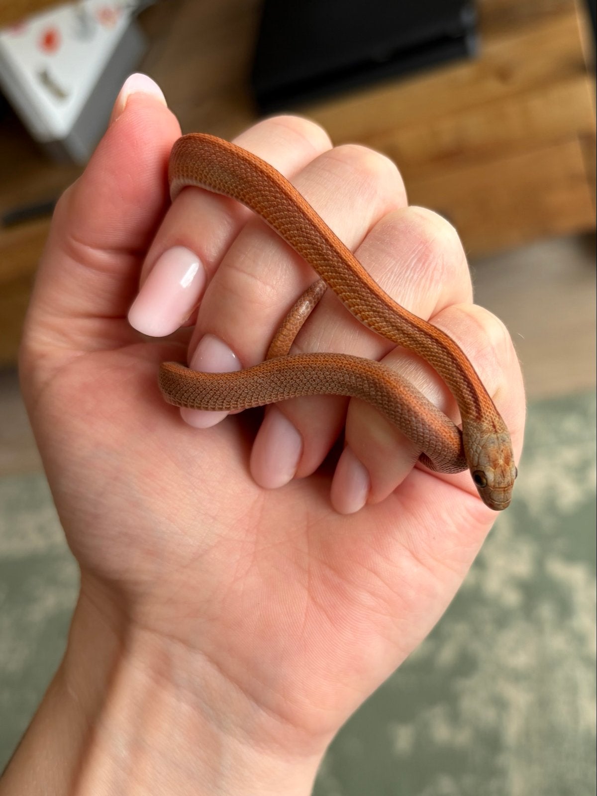 Rattenslang (jong) Rat Snake - unknown for sale from Lisanne van Oeveren
