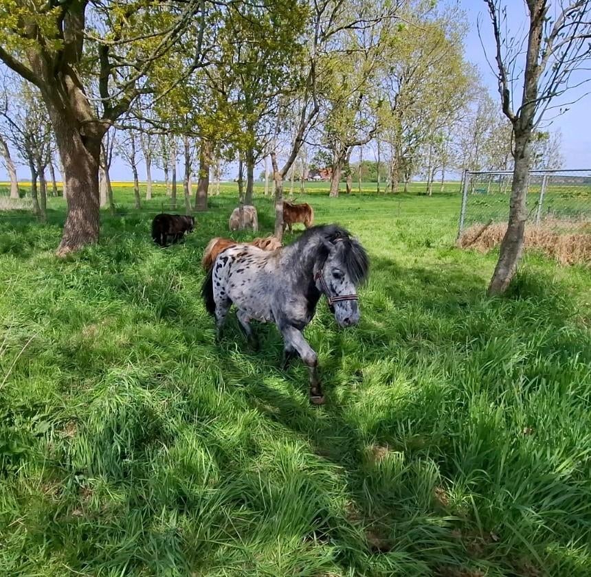 Appaloosa dekhengst 105 cm, Hengst