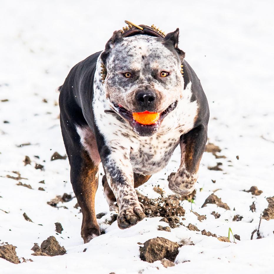 American Bully XL - Dekreu, Dieren en Toebehoren, Parvo, Reu, 1 tot 2 jaar, Eén hond