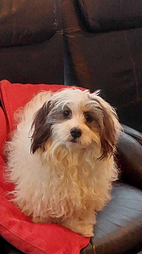 BOOMER   PUPS       BABS          ZOEKT  HUISJE !!!!!, Dieren en Toebehoren, Parvo, Nederland, 15 weken tot 1 jaar, Eén hond