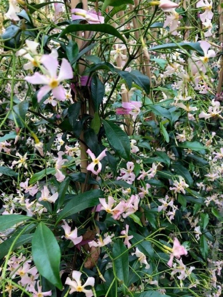 Toscaanse Jasmijn ROSE ,met zacht roze bloem, 175 cm hoog!!!, Tuin en Terras, Ophalen, Volle zon, Vaste plant, Klimplanten