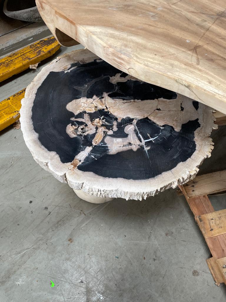 Fossiele schijven versteend hout petrified wood marmer onyx, Verzamelen, Ophalen, Fossiel