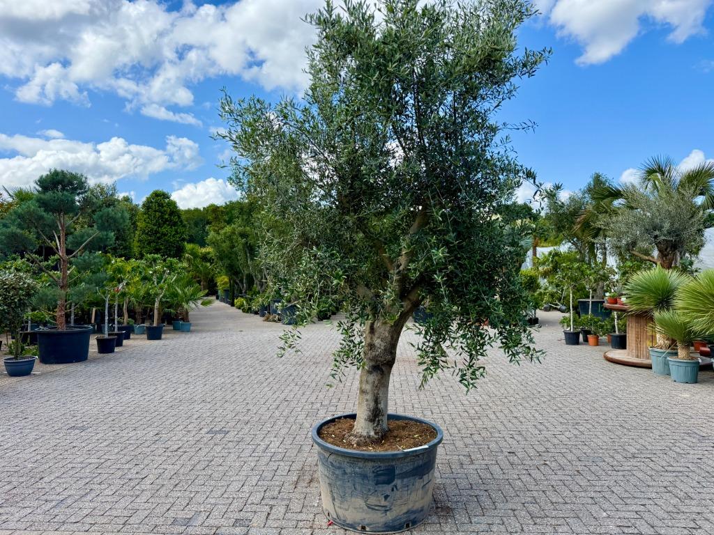 Olijfboom - Olijfbomen - Olea europaea 275/300 cm hoog!!!, Tuin en Terras, Planten | Bomen, Ophalen of Verzenden, Olijfboom, 250 tot 400 cm
