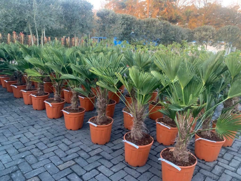 Trachycarpus wagnerianus palmbomen met 40/50 en 50/60 stam, Tuin en Terras, Planten | Bomen, In pot, Halfschaduw, Ophalen of Verzenden