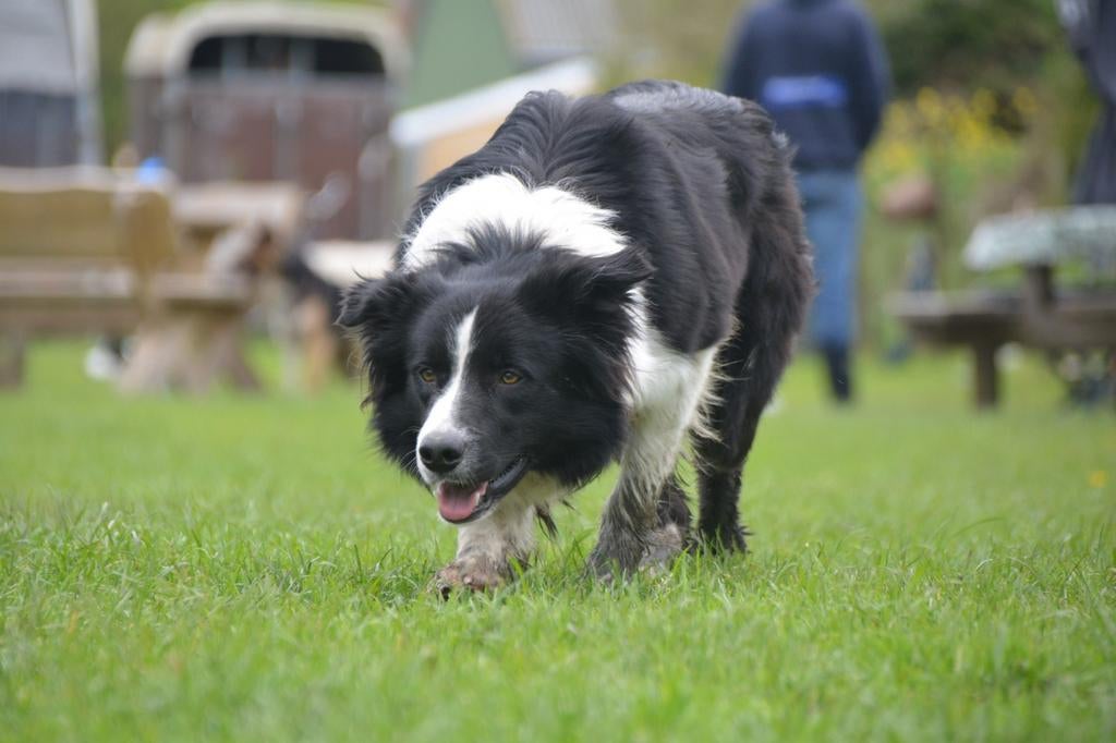 Beschikbaar als Dekreu (Border Collies), Reu, Eén hond, 3 tot 5 jaar, Nederland