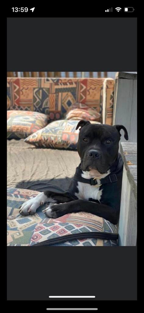 Lieve Amerikaanse stafford + Bulldog opzoek na leuk gezin, Parvo, Reu, Bulldog, Eén hond