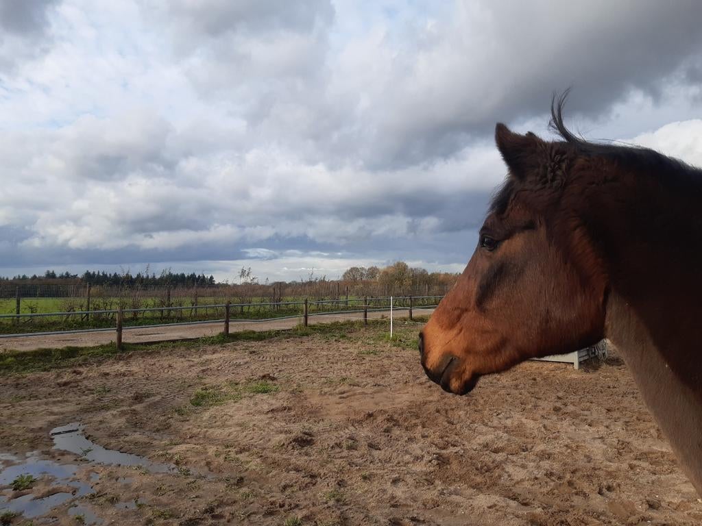 GEZOCHT: wandel-maatje(s) omg Uddel, Dieren en Toebehoren