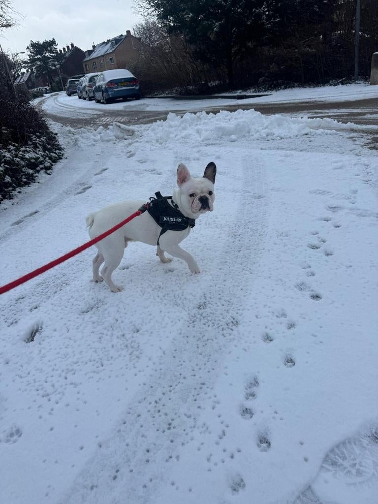 Franse Bulldog Dekreu, Reu, 1 tot 2 jaar, Bulldog, Eén hond