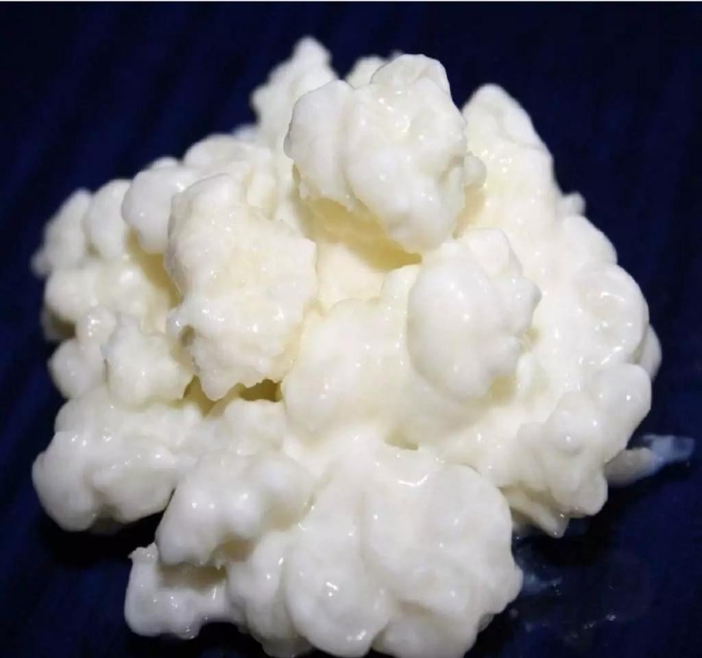 Melkkefir korrels, Diversen, Levensmiddelen, Ophalen