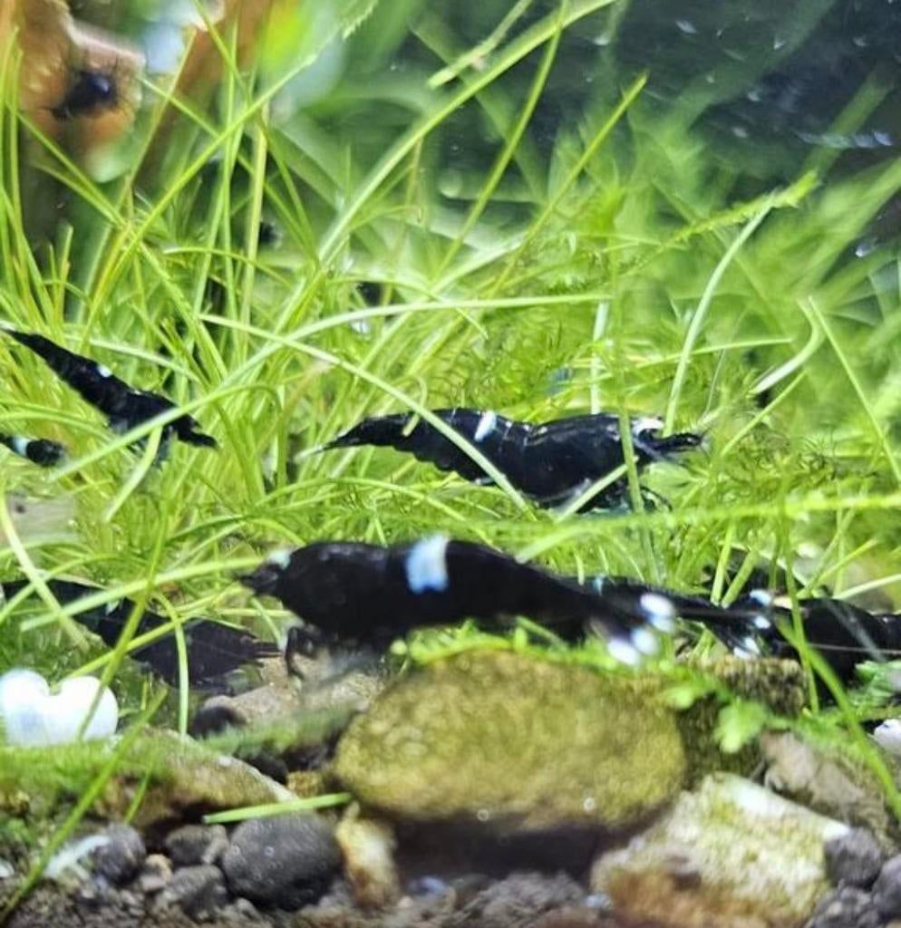 King kong garnalen, Kreeft, Krab of Garnaal
