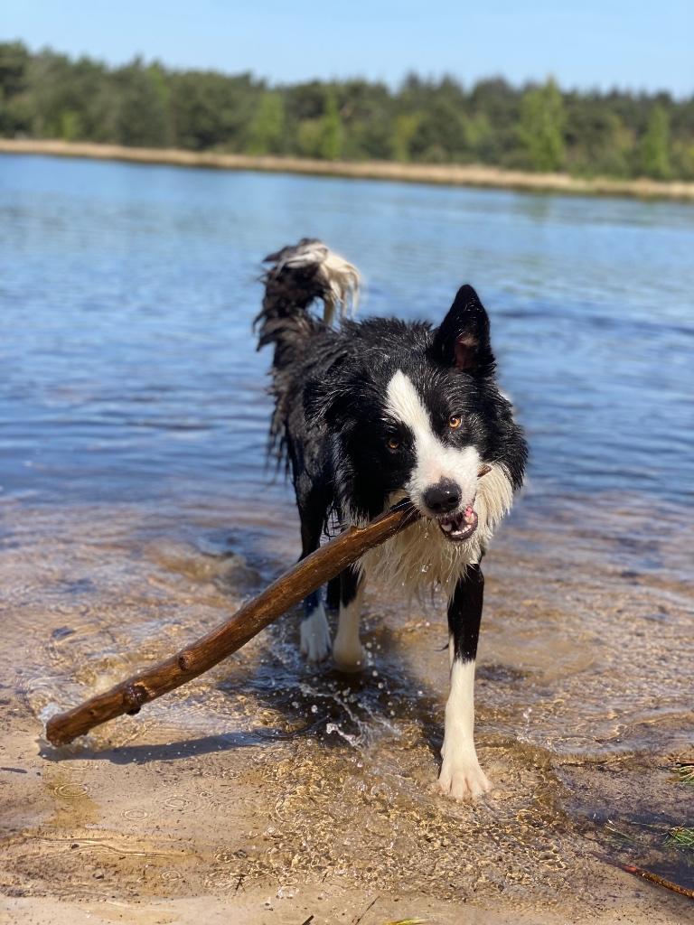 Prachtige en lieve border collie dekreu - volledig getest!, Reu, Parvo, Eén hond, 3 tot 5 jaar