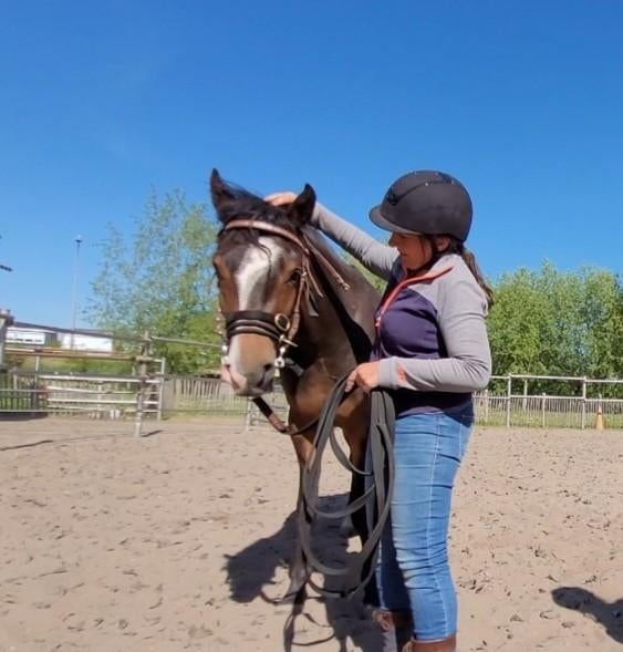 Gedragstraining, trailerladen, zadelmak, interne training, Gedragstraining