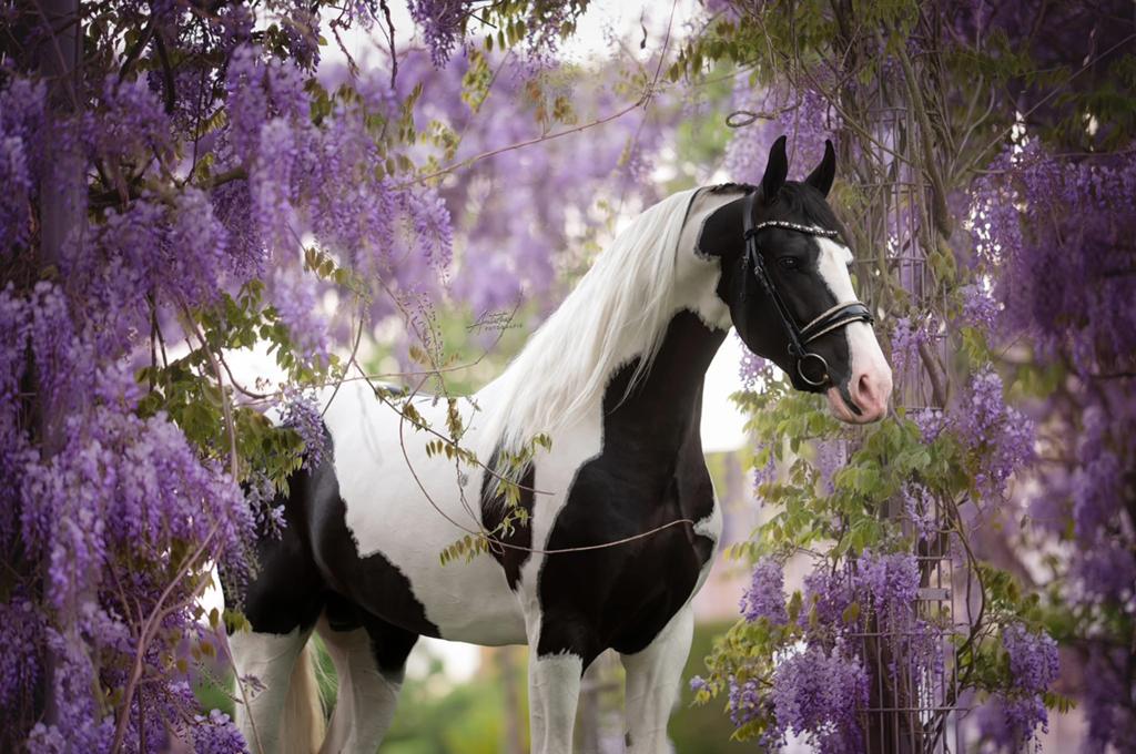 Eyecatcher bonte pinto homozygote tobiano hengst ter dekking, Dieren en Toebehoren, Paarden en Pony's | Dekhengsten en Fokmerries
