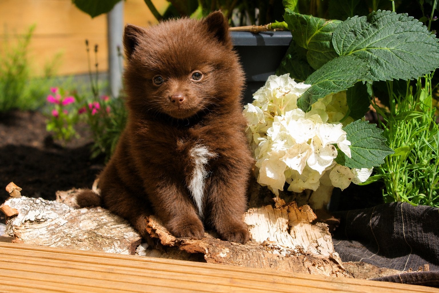 ✨pomeriaan x dwergkees puppys 1 teefje 4 reutjes✨, Dieren en Toebehoren, Honden | Poolhonden, Keeshonden en Oertypen, Parvo, Keeshond
