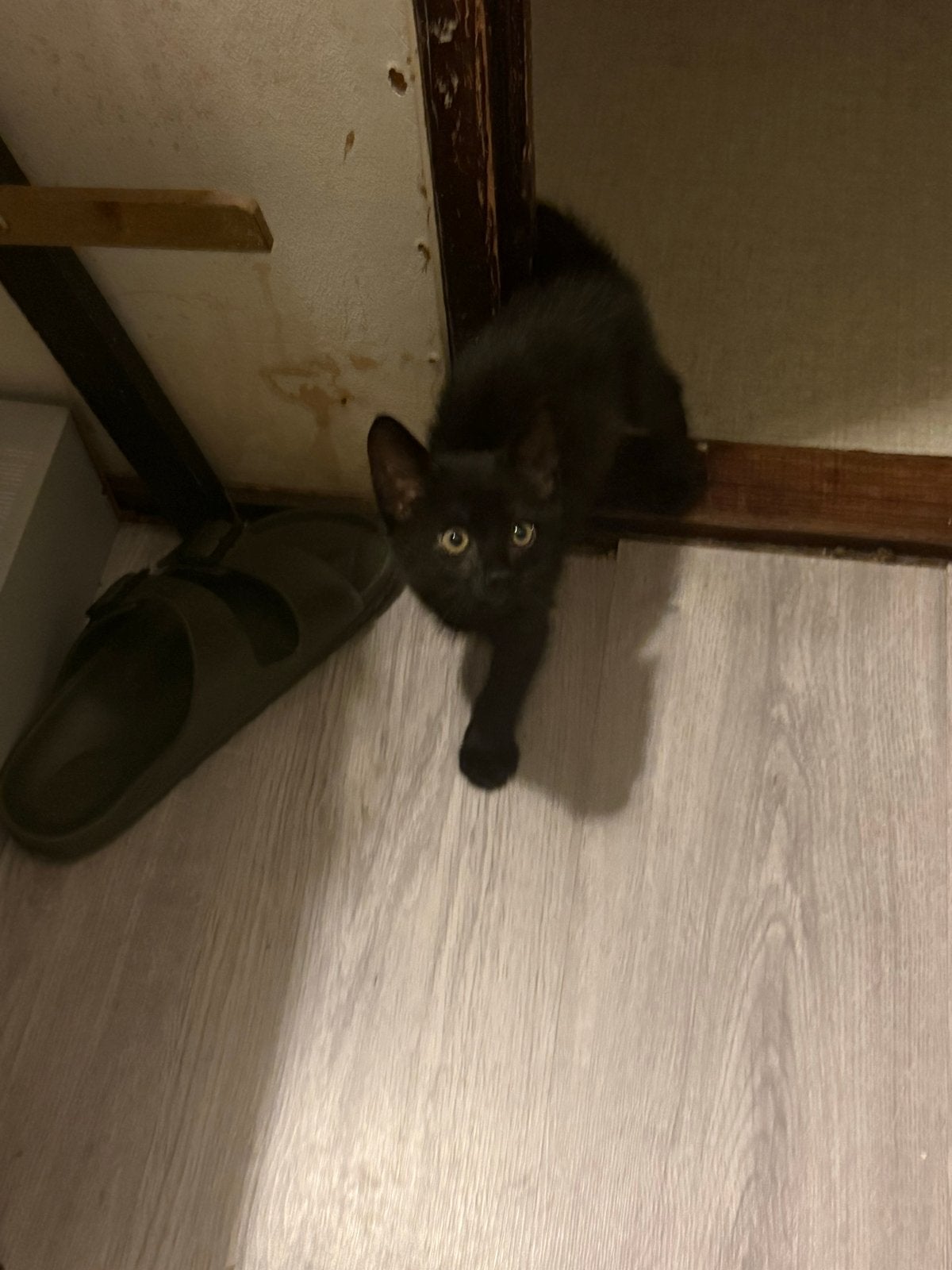 3 leuke kittens