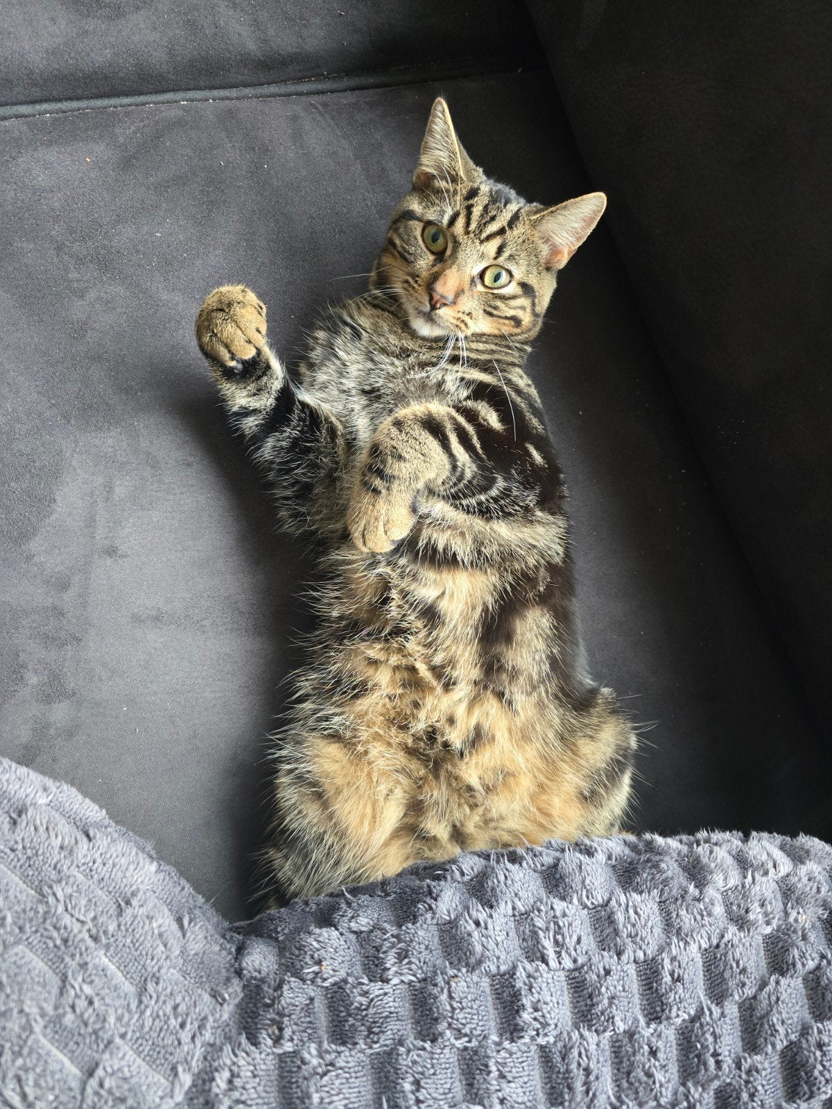 Kater (Flippie) 2 jaar oud gecastreerd, Kater