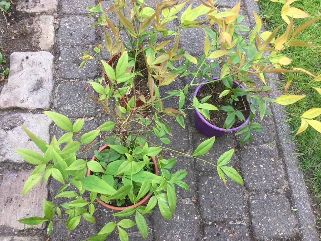 Hemelse bamboe, Tuin en Terras, Ophalen of Verzenden, Bamboe, 250 cm of meer