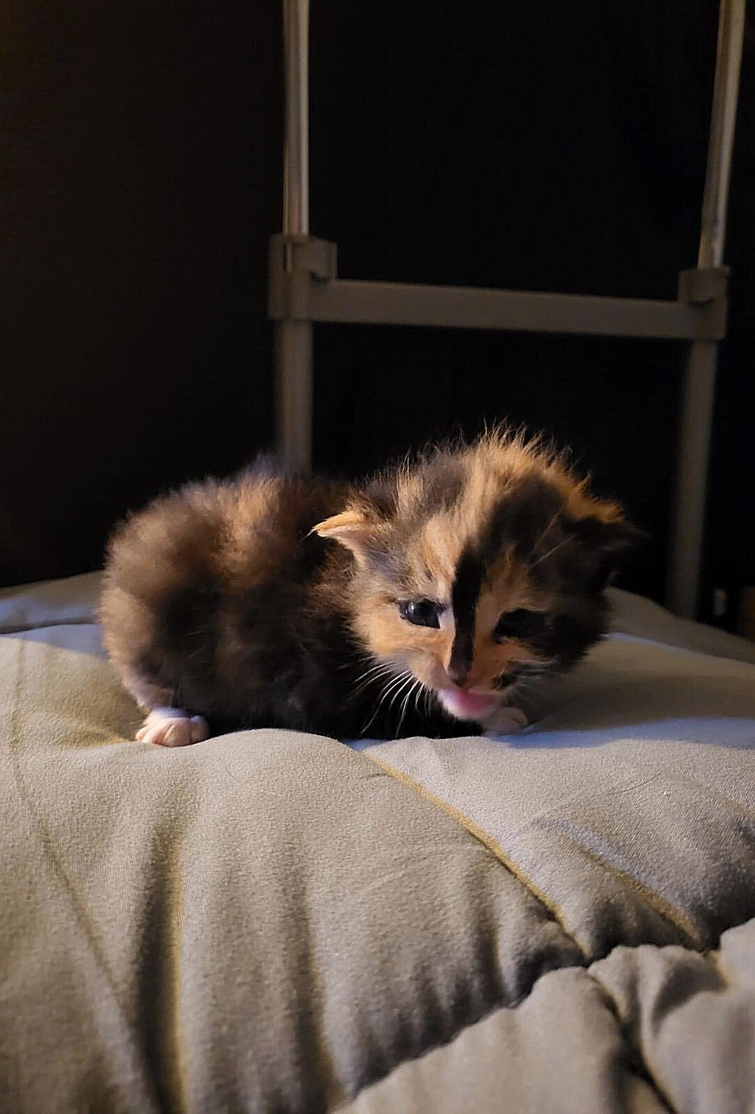 Prachtige (langharige) kittens zoeken 5 sterren huis., Meerdere dieren