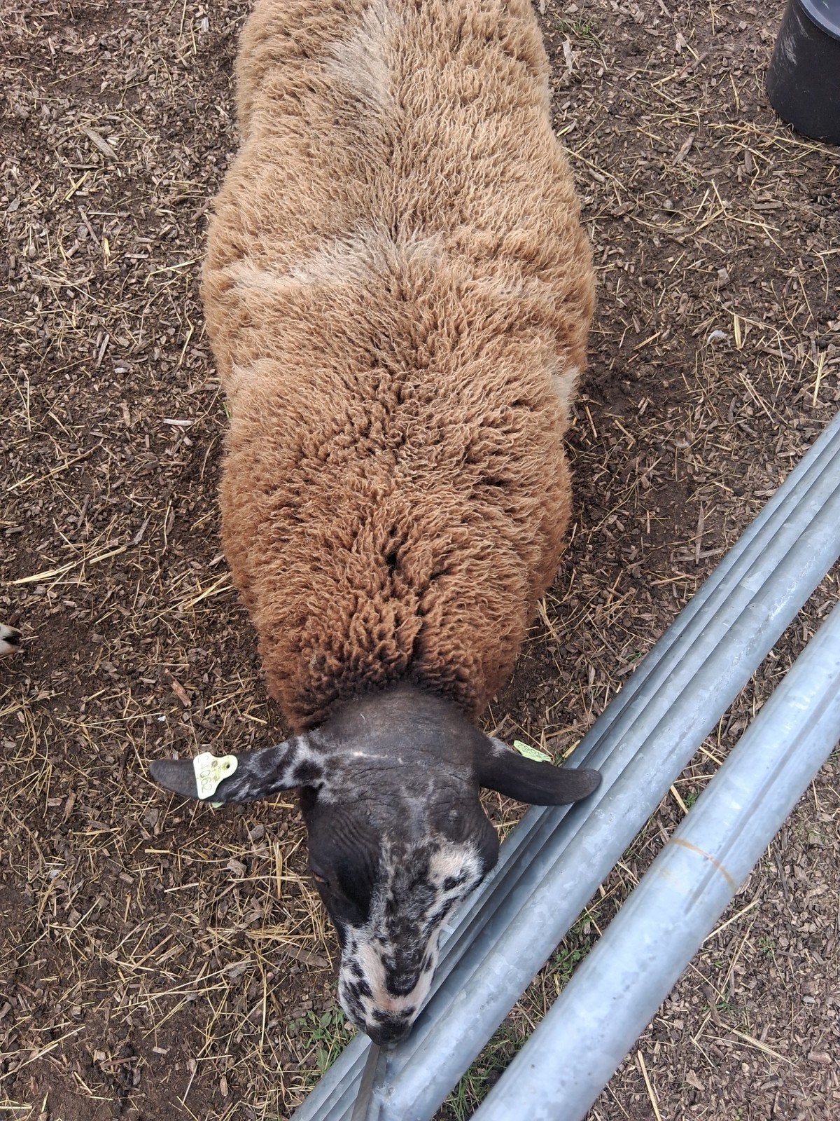 Zwoegervrije bonte ram, Mannelijk, Schaap