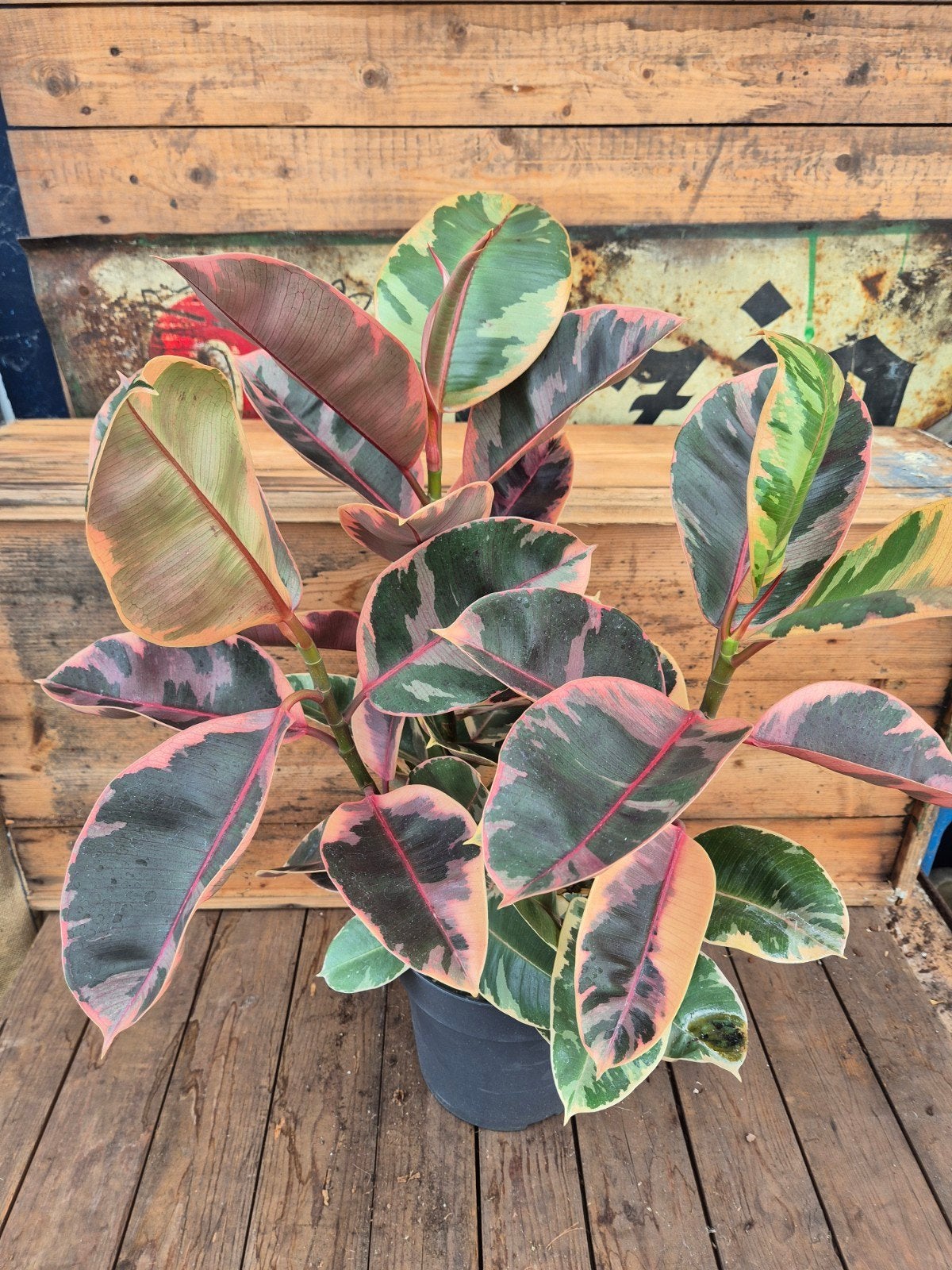 Ficus elastica 'Belize' Toef p21, Ophalen of Verzenden, Ficus, Halfschaduw, Minder dan 100 cm