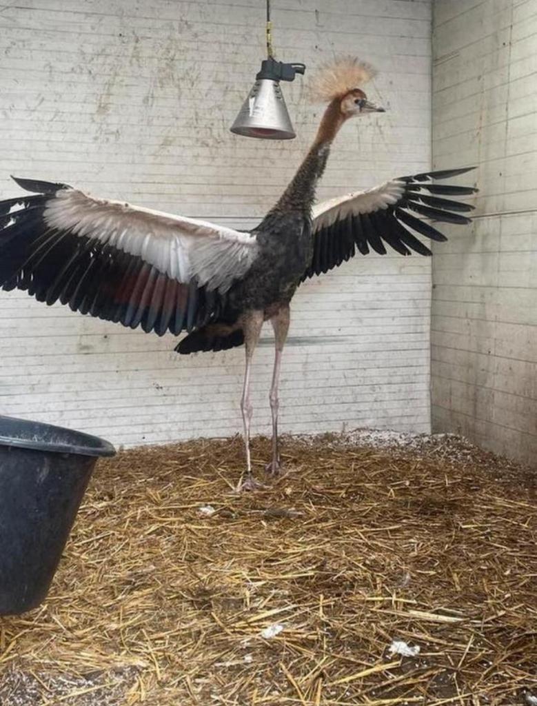 Grijze kroonkraanvogel MAN, Dieren en Toebehoren, Mannelijk, Geringd