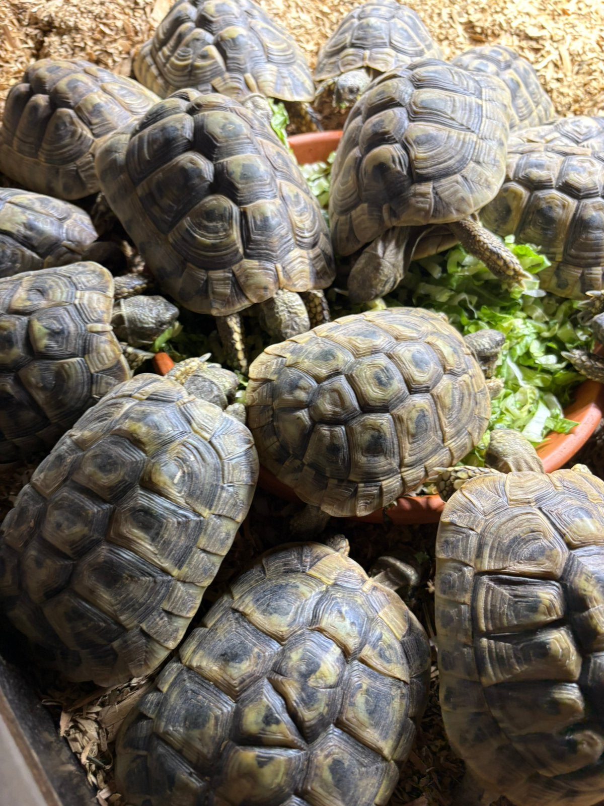 Testudo hermanni boergeri s te koop diverse Tortoise - female for sale from Ramirez