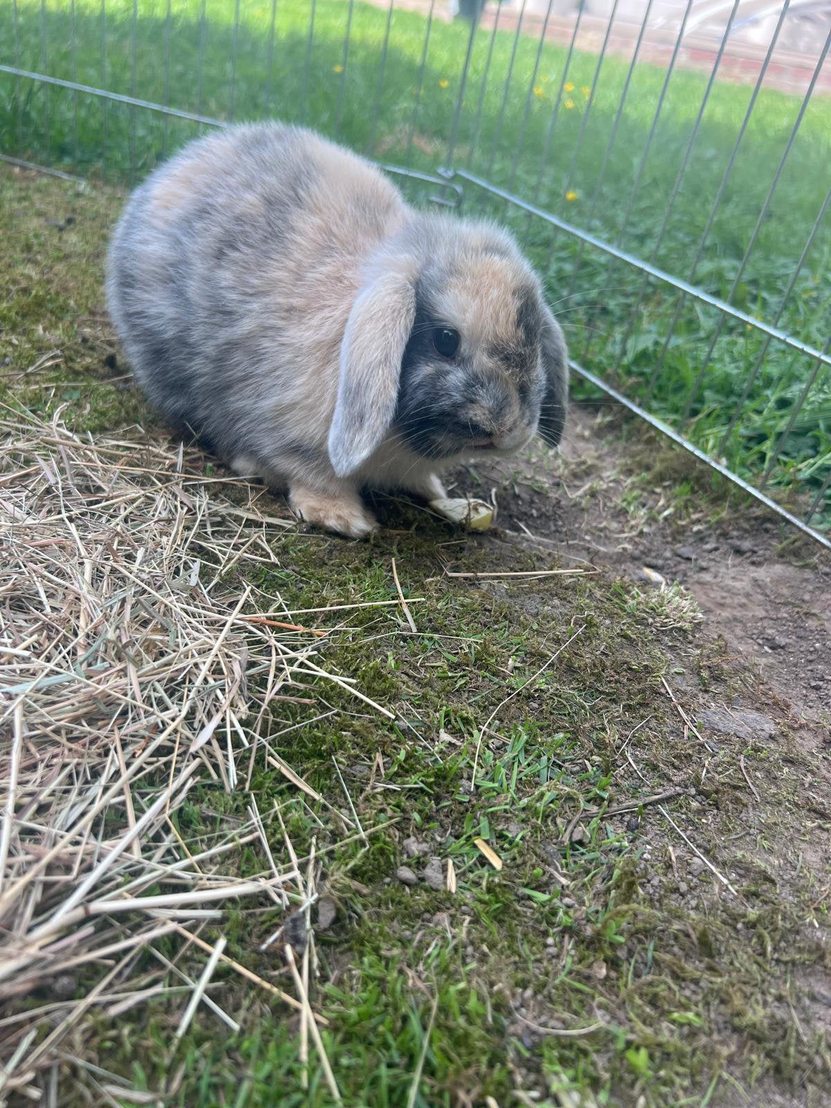 NHD konijn, Dieren en Toebehoren, Konijnen, Mannelijk, Dwerg