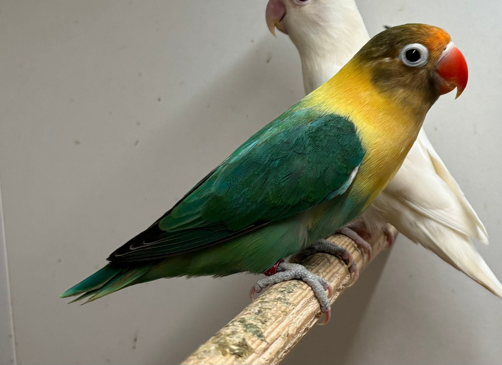 Agapornis fischeri Kweek pop Turquoise split Ino, Dieren en Toebehoren, Vogels | Parkieten en Papegaaien, Vrouwelijk, Dwergpapegaai of Agapornis