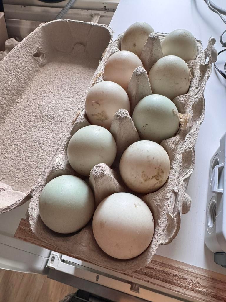 Broedeieren van onze loopeenden te koop, Geslacht onbekend, Eend