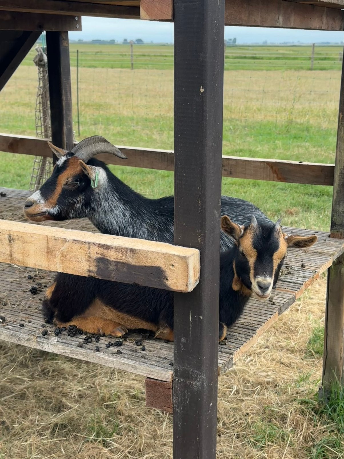 Dwerggeitjes, moeder (2) en dochter (0), Dieren en Toebehoren, Schapen, Geiten en Varkens, Vrouwelijk, Geit, 0 tot 2 jaar