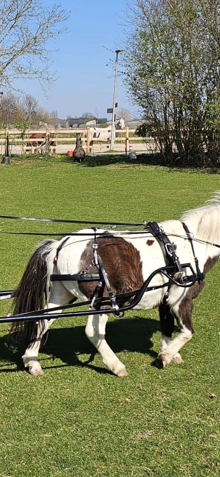 Zilco sl mentuig mini shetlander, Dieren en Toebehoren, Ophalen of Verzenden, Overige soorten