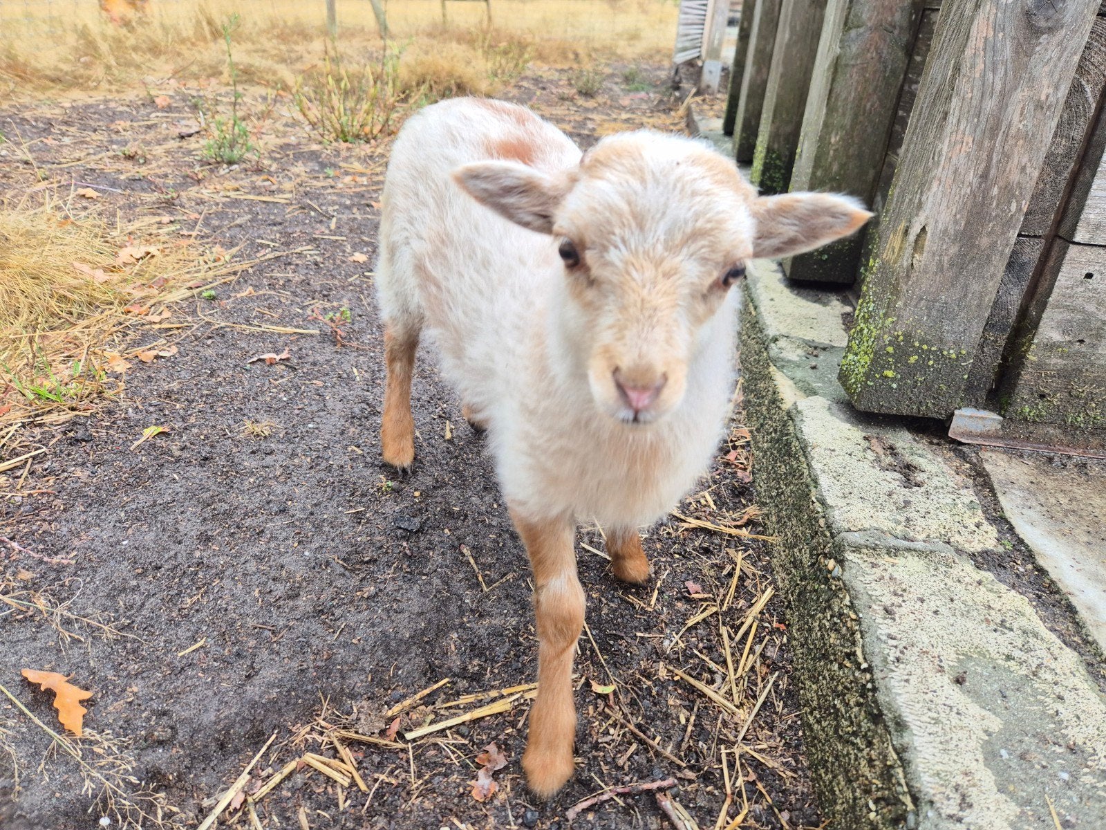 Quessant lammetje ram, Mannelijk, Schaap