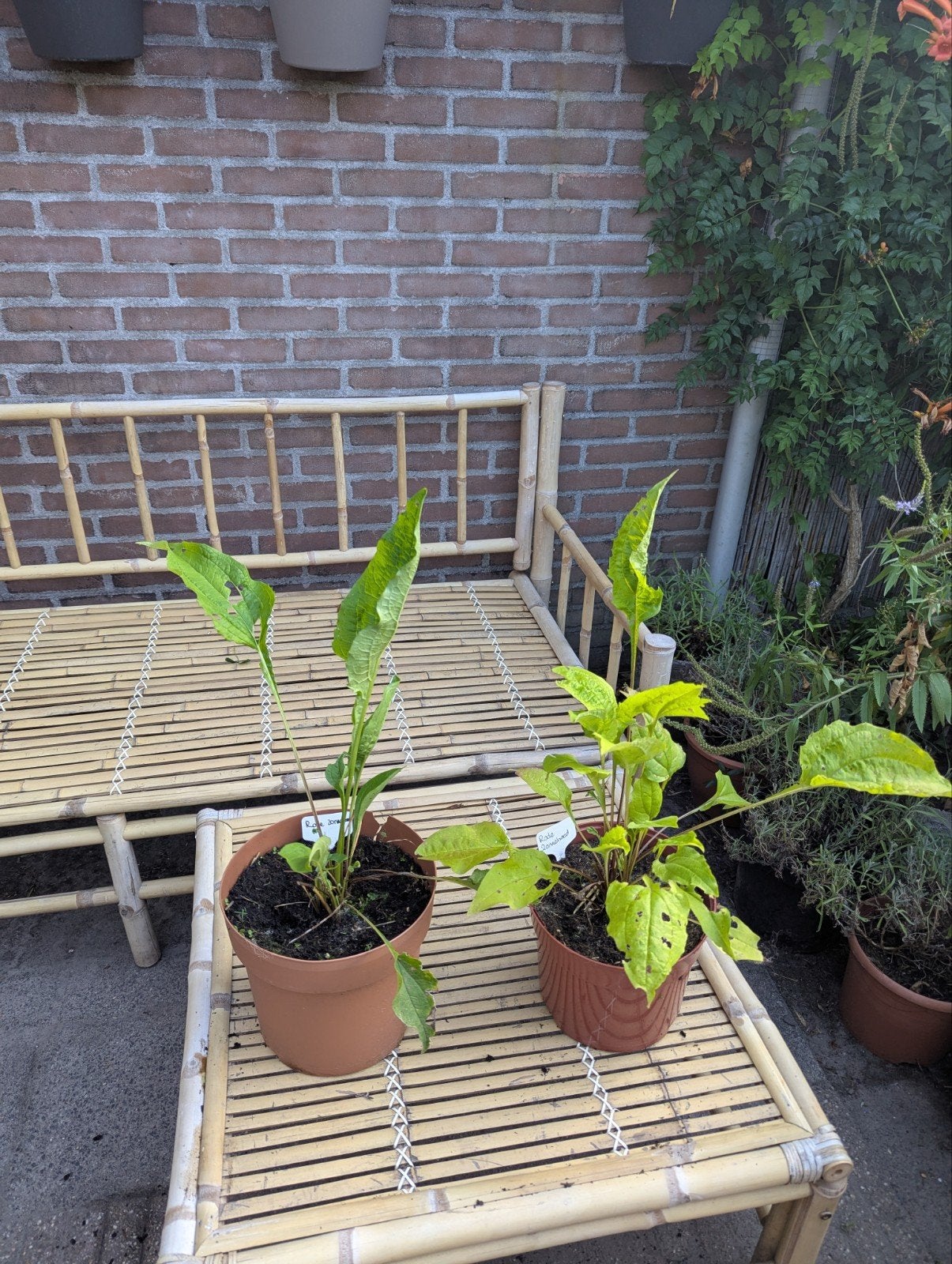 Rode zonnehoed, Ophalen, Vaste plant, Volle zon