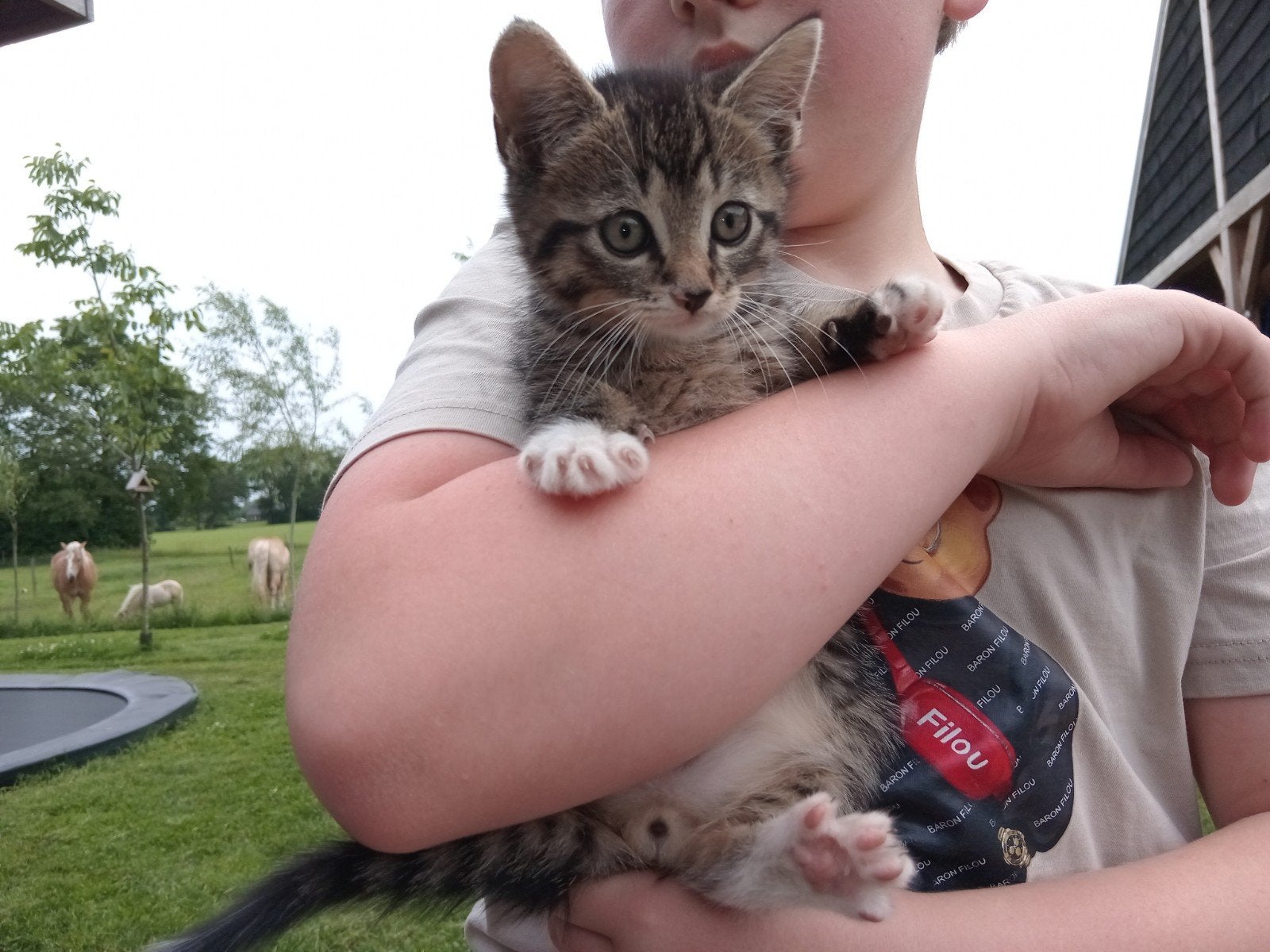 Prachtige kittens, Dieren en Toebehoren, Katten en Kittens | Overige Katten, Meerdere dieren