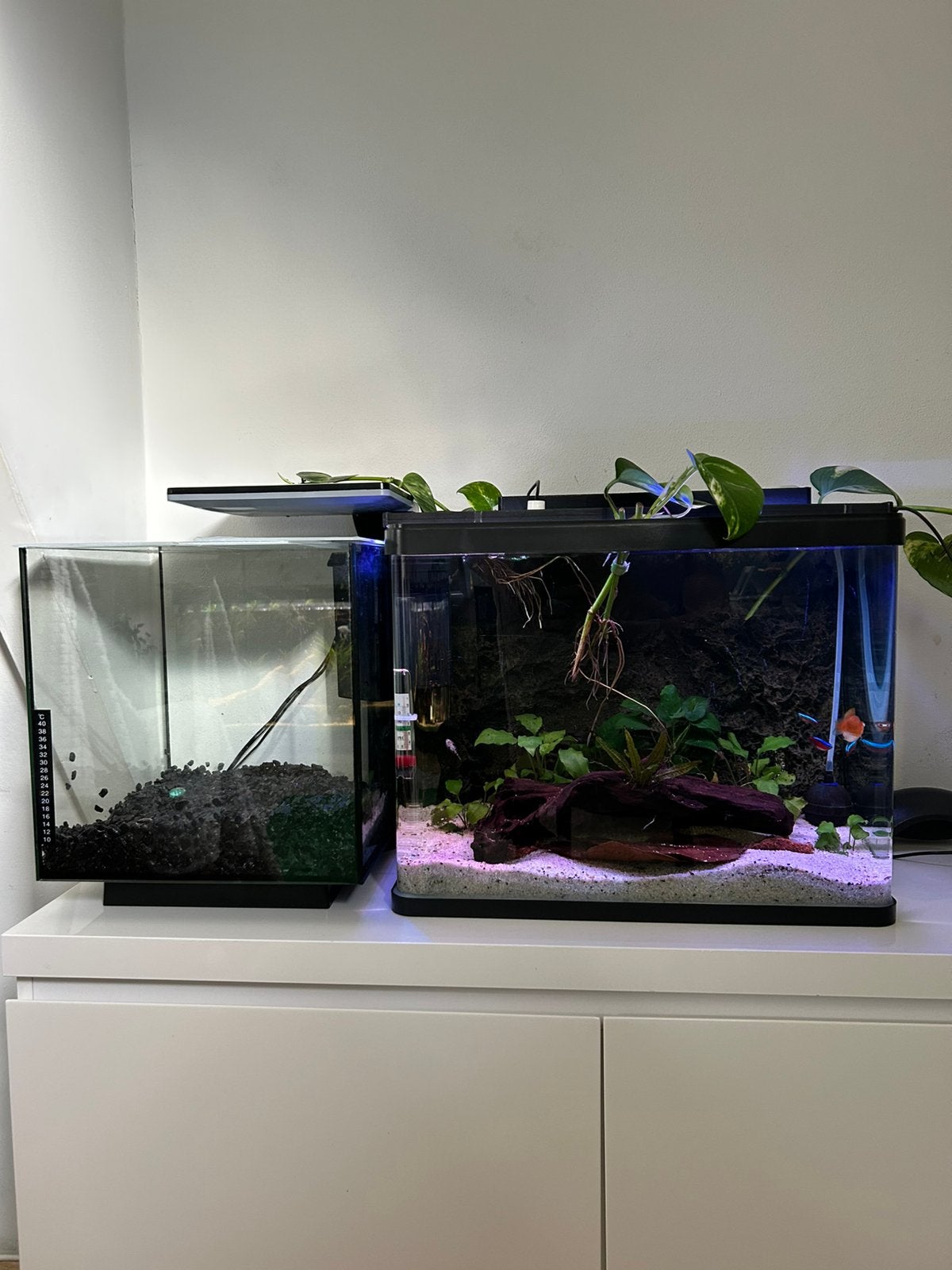 HD aqau Lago 50 ltr Aquarium, Dieren en Toebehoren, Ophalen, Zo goed als nieuw, Gevuld zoetwateraquarium