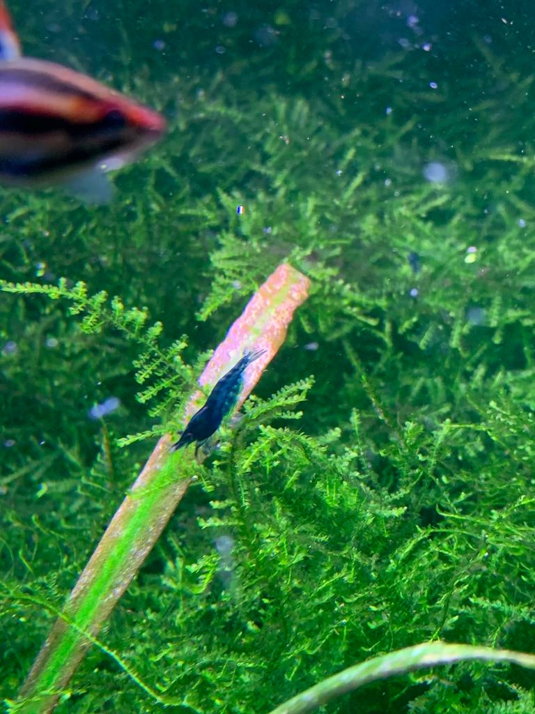 Neocaridina Davidi Blue Velvet blauwe garnaal, Dieren en Toebehoren, Vissen | Aquariumvissen, Kreeft, Krab of Garnaal