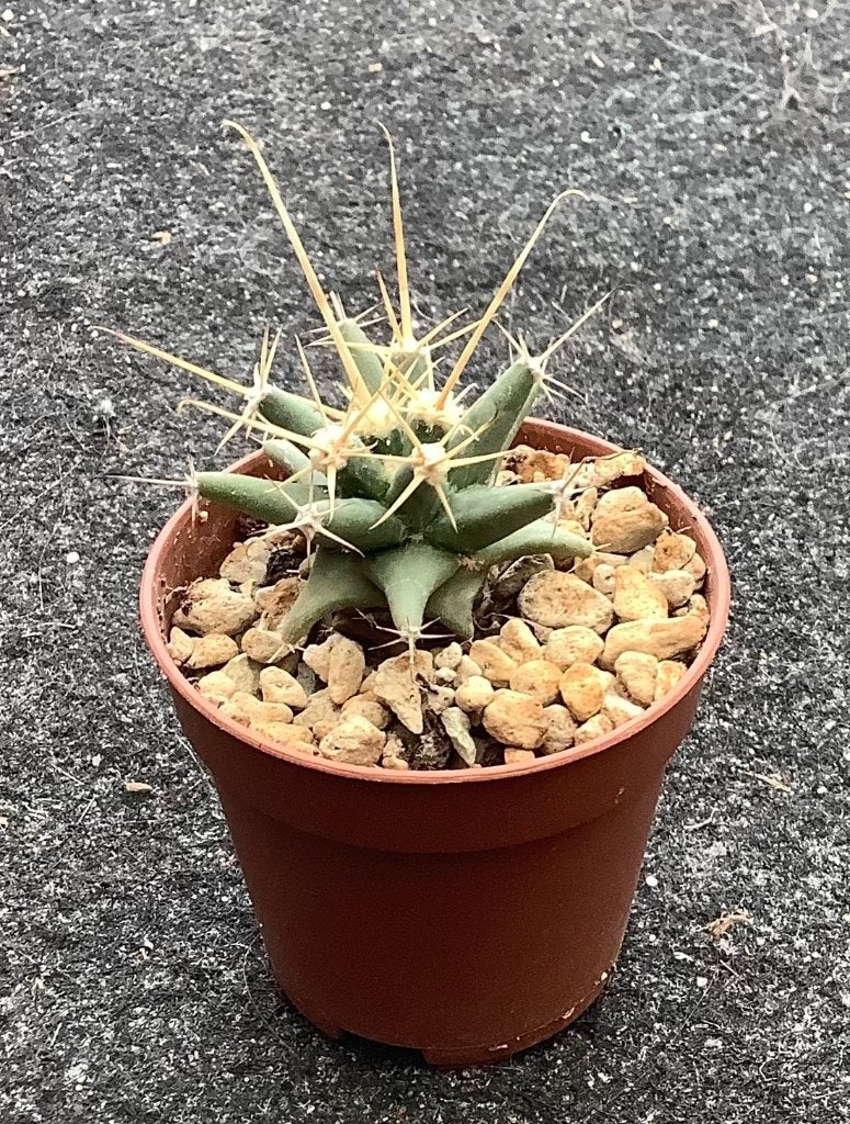 Cactus, Ferobergia, Ophalen of Verzenden, Cactus, Volle zon, Minder dan 100 cm