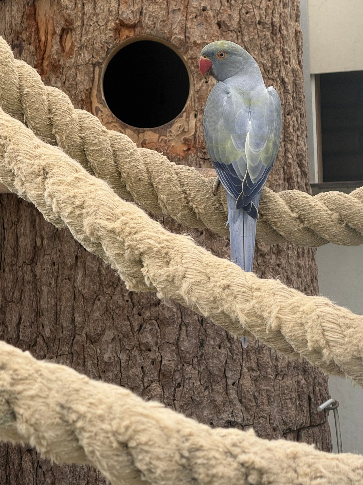 Halsband parkiet man., Dieren en Toebehoren, Vogels | Overige Vogels, Mannelijk