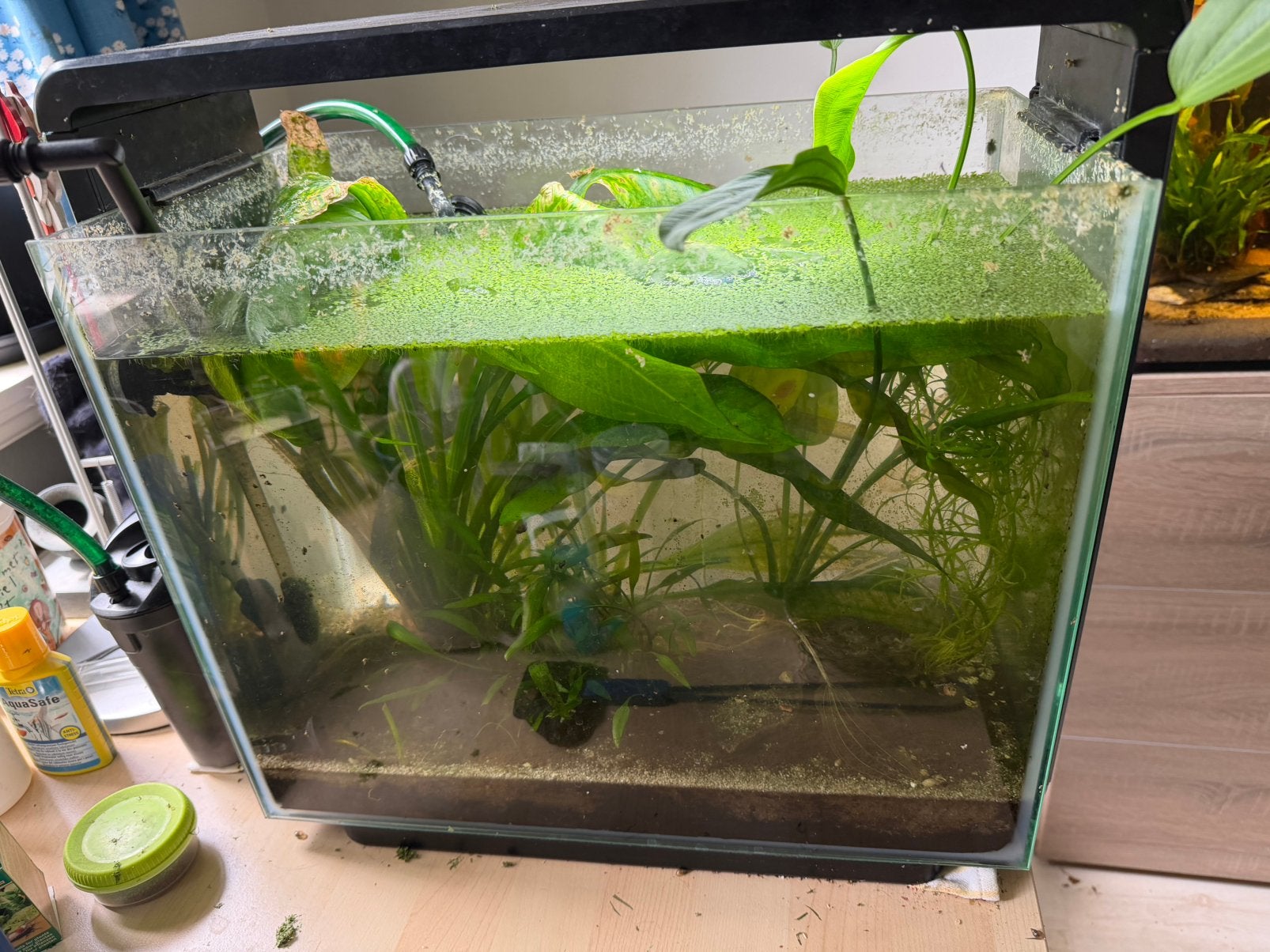 40 l aquarium incl planten en garnalen, Ophalen, Gebruikt, Inclusief slangen, Gevuld zoetwateraquarium